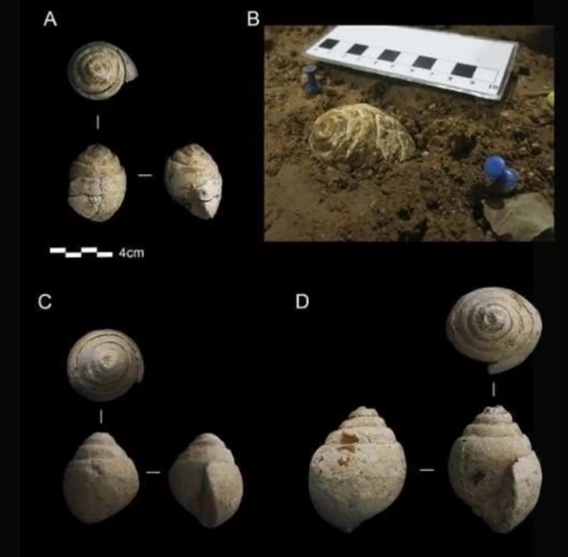 Neandertal Çocukları, Fosil Koleksiyonu Yapmış Olabilir