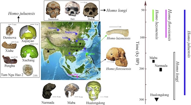 Yeni Bir Büyük Kafalı İnsan Türü Keşfedildi: Homo juluensis Kim?