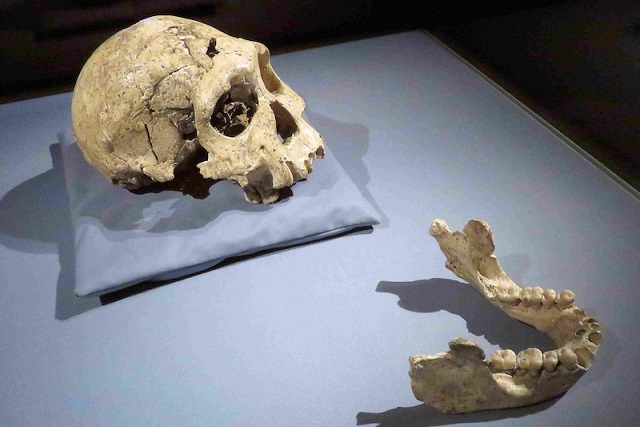 Afrika Dışına Çıkan İlk İnsan, Homo erectus Olmayabilir