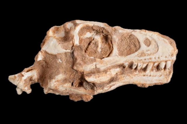 Velociraptor’un Yeni Kuzeni: Benzeri Görülmemiş Bir Yırtıcı