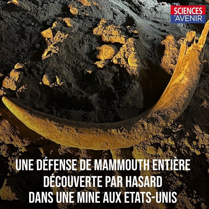 Une défense de mammouth entière découverte dans une mine aux Etats-Unis