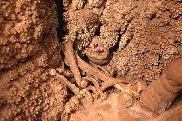 Bilinen En Eksiksiz Neandertal İskeleti Hâlâ Kazılamıyor