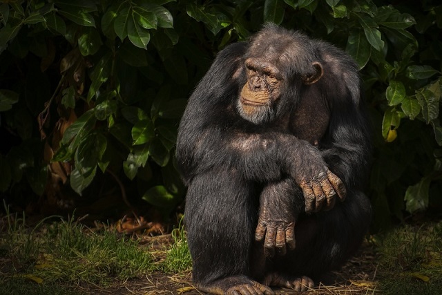 Şempanzelerle DNA’mız Aynıysa Nasıl Bu Kadar Farklıyız?