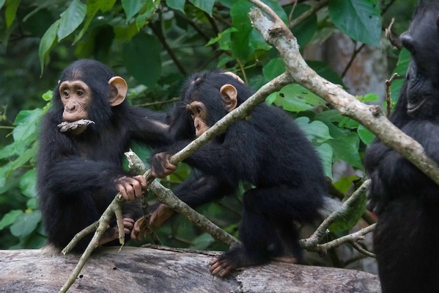Şempanzeler, İnsanlar Gibi Hızlı ve Kısa İletişim Kuruyor