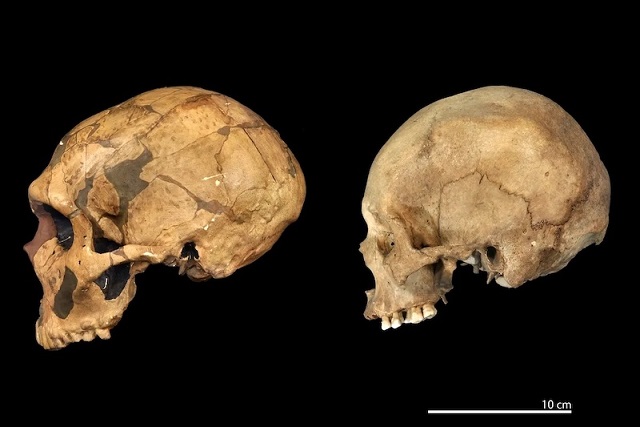 Neandertaller ve Modern İnsanlar: Ayrı Türler mi, Yoksa Aynı mı?