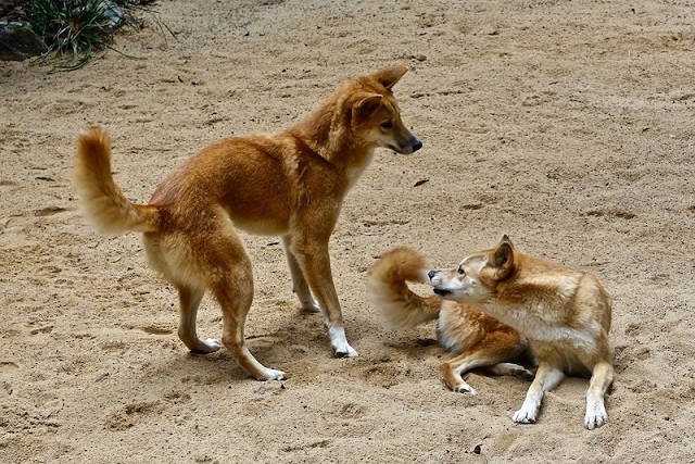 Modern Dingolar, Köpek Irklarıyla Çok Az Ortak Soya Sahip