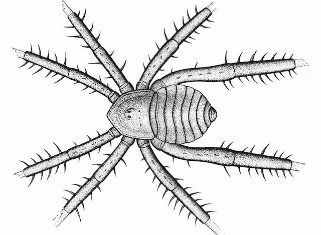 308 Milyon Yıllık Dikenli Bacaklı Örümcek Keşfedildi