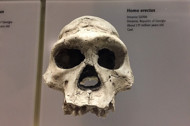 Homo Erectus 1.2 Milyon Yıl Önce Sert Çöllere Uyum Sağlamıştı