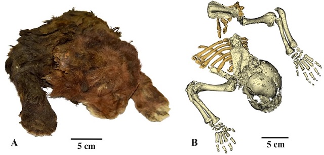 Sibirya’da Donmuş 35.000 Yıllık Kılıç Dişli Kedi Yavrusu Bulundu