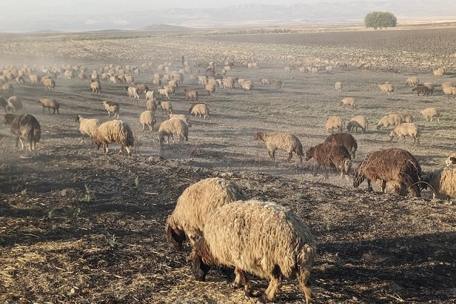 Kafkasya’daki Bozkır Çoban Gruplarının Gelişimi Ortaya Çıkarılıyor