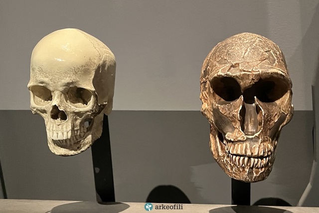 Neandertallerin Kan Grubu Yok Oluşlarını Açıklayabilir