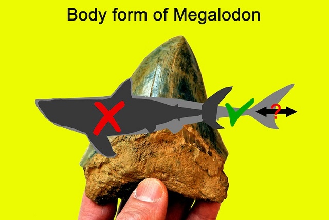 Megalodon, Filmlerde Tasvir Edilenden Daha İnce ve Uzundu