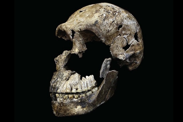 Homo naledi’nin Ölülerini Gömdüğüne Dair Teori Çürüyor