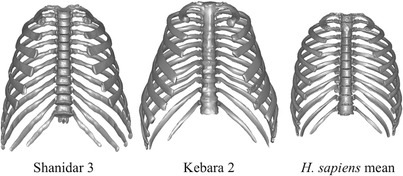 Neandertaller Güçlerini Çan Biçimli Göğüs Kafesine Borçlu Olabilir