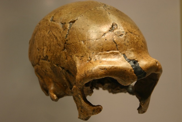 Neandertallerin Zekası ve Bilişsel Yetenekleri Nasıldı?