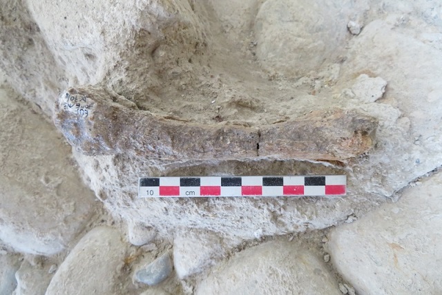 Güney Avrupa’daki Mağara Aslanlarına Dair En Eski Kanıt