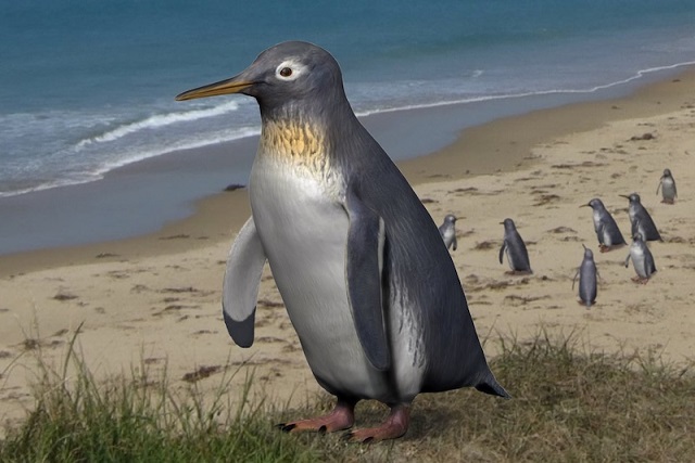 Şimdiye Kadar Keşfedilen En Küçük Penguenlerden Biri ile Tanışın