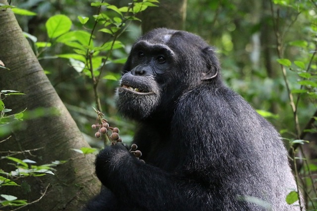 Şempanzeler, Şifalı Bitkilerle Hastalıklarını Tedavi Ediyor
