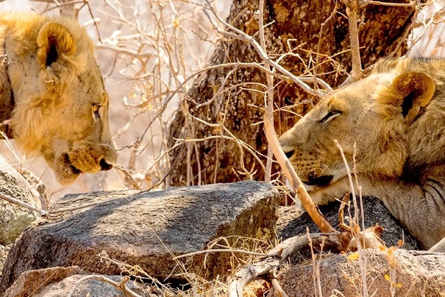 Tsavo Aslanlarının Dişlerindeki Kıllardan İnsan Yedikleri Anlaşıldı