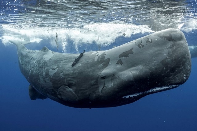 İspermeçet Balinalarının Kullandığı ‘Fonetik Alfabe’ Keşfedildi