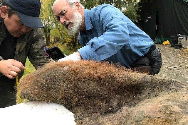 52.000 Yıllık Donmuş Mamut Derisinden Antik DNA Elde Edildi